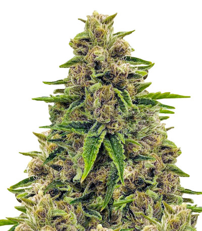 Семена сорта Totally Alpha OG fem (AlphaFem Seeds)