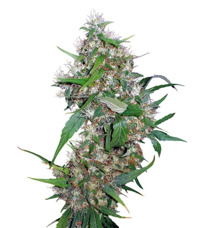 Семена сорта Critical Kush Auto fem (Barney's Farm)