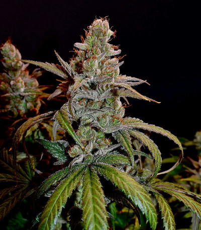 Семена сорта Apple Fritter Fast Version fem (7CH American)