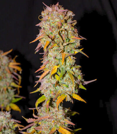 Семена сорта Bruce Banner × Pineapple (7CH Seeds & Cali Buds Seeds)