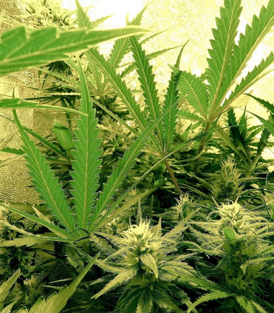 Семена сорта C99 fem (Female Seeds)
