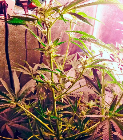 Семена сорта Karamelo (Kreamy Karamel) fem