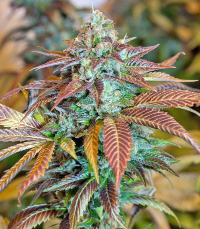 Семена сорта Lemon Kush Headband fem