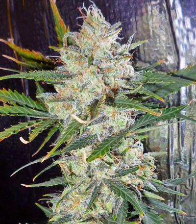 Семена сорта Mohan Ram Auto fem (Sweet Seeds)