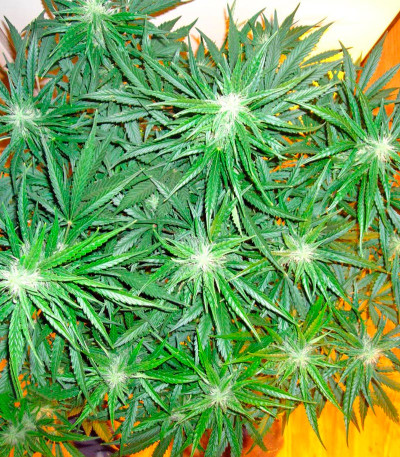 Семена сорта Colombian Gold Ryder Auto fem (Sweet Coffee Ryder auto)