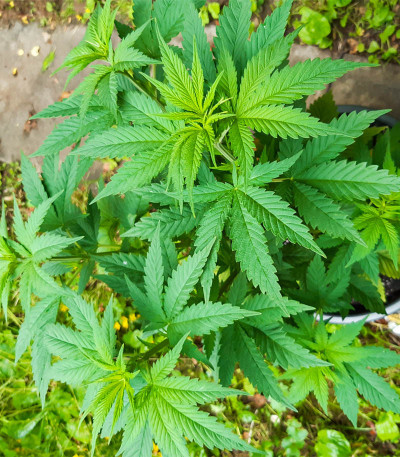 Семена сорта Afghan Kush fem (Семяныч)