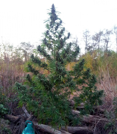 Семена сорта Allkush fem (Paradise Seeds)