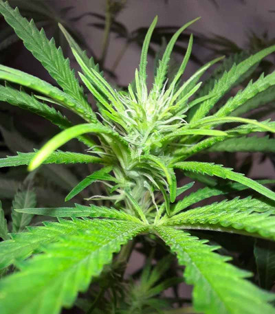 Семена сорта Bubble Gum Sherb fem (Blimburn Seeds)