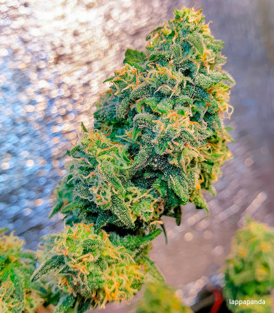 Семена сорта Green Crack Auto fem (FastBuds)