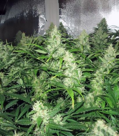 Семена сорта Y Griega CBD fem