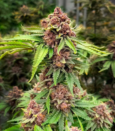 Семена сорта Cherry Cola Auto RF3 fem (FastBuds)