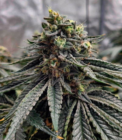 Семена сорта Farmer’s Daughter fem (Humboldt Seed Company)