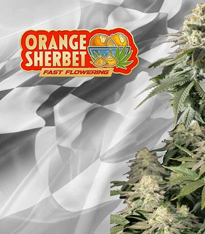 Семена сорта Orange Sherbet FF fem (FastBuds)