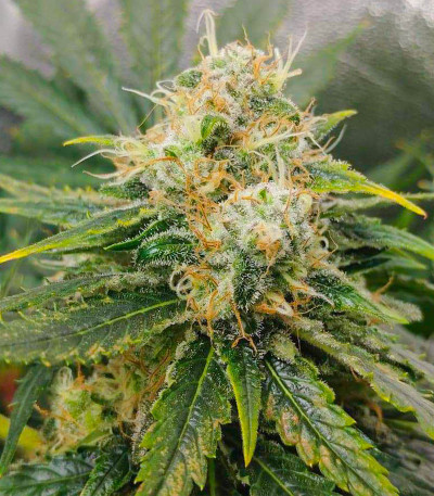 Семена сорта Vitality fem (AlphaFem Seeds)