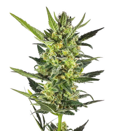 Семена сорта Gorilla Glue × Lemon Haze (7CH Seeds & Cali Buds Seeds)