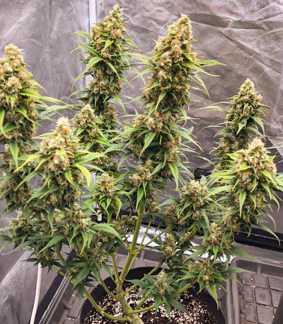 Семена сорта Zkittlez Auto fem (Семяныч)