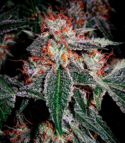 Семена сорта Gator Breath fem (7CH American)