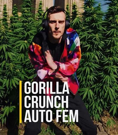 Семена сорта Gorilla Crunch Auto fem от Семяныча