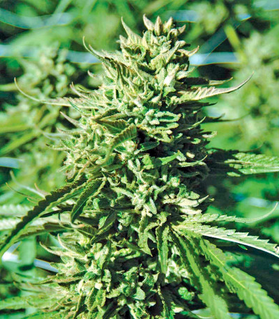 Семена сорта Lost Coast OG fem (Humboldt Seeds)