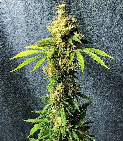 Семена сорта Royal Runtz fem (Royal Queen Seeds)