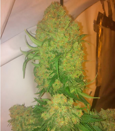 Семена сорта Budzilla fem (Heavyweight Seeds)