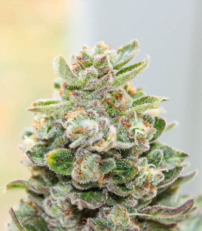 Семена сорта El Dorado OG fem (Paradise Seeds)