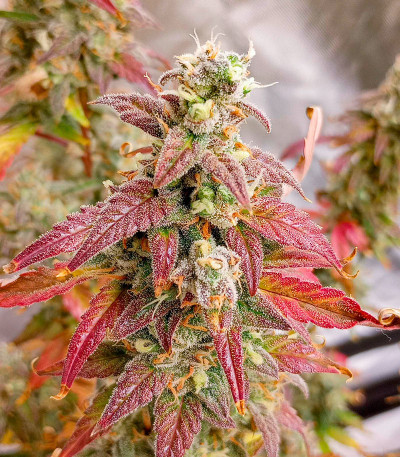 Семена сорта Gelato Auto fem (Herbies Seeds)