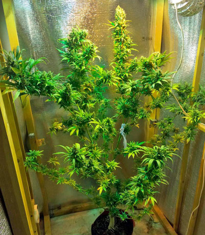 Семена сорта Wild Thailand fem (World of Seeds)