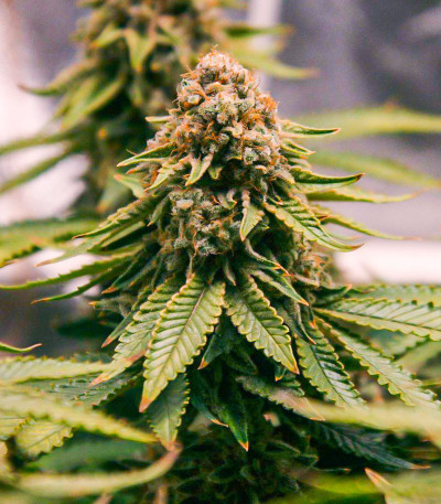 Семена сорта Grand Daddy Purple Fast Version fem (Семяныч)