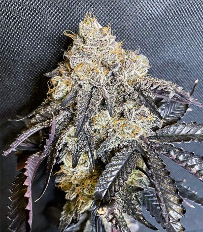 Семена сорта Ice Cream Cake Fast Flowering fem (Humboldt Seed Organization)