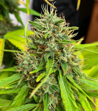 Семена сорта Monster Pebbles (Monster Genetics)