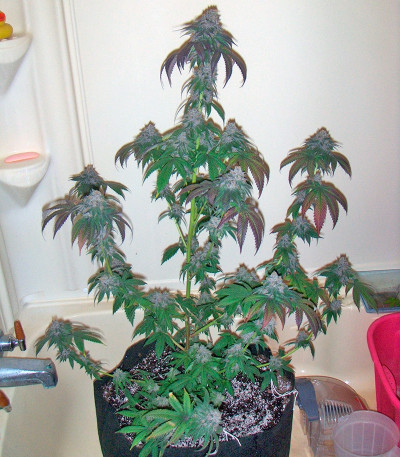 Семена сорта Blueberry Cheese fem (Barneys Farm)