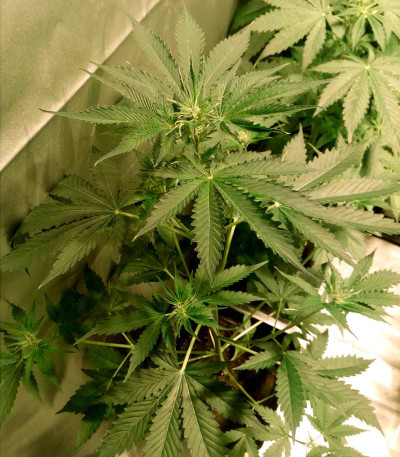 Семена сорта Buddha Syrup auto fem