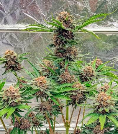 Семена сорта Cherry Cola Auto RF3 fem (FastBuds)
