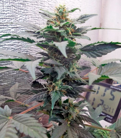 Семена сорта Fruit Autoflowering (Dinafem Seeds)