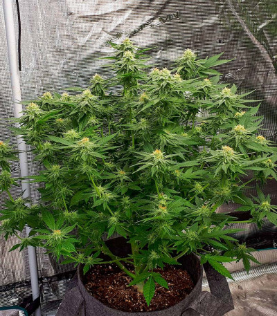 Семена сорта Jungle Lava fem (Original Sensible Seeds)