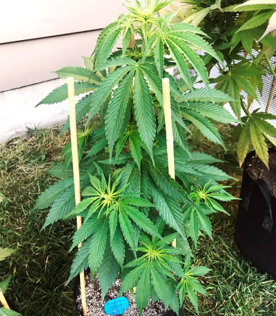 Семена сорта Membrana Hiper Auto fem (VIP seeds)