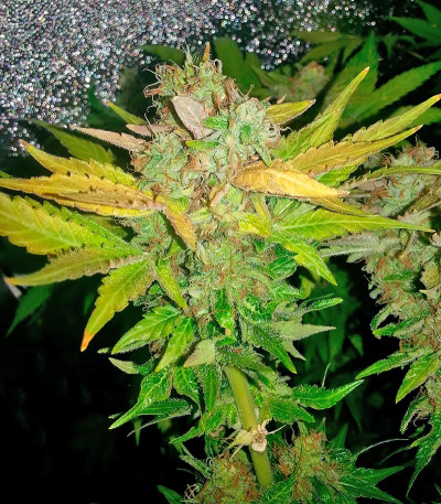 Семена сорта NY Diesel fem (Vision Seeds)