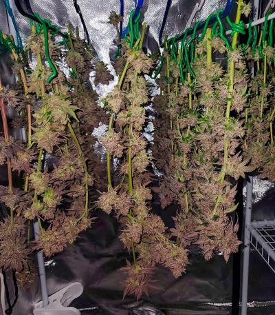 Семена сорта Planet of the Grapes RBX fem (Ethos Genetics)