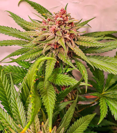 Семена сорта Still Bubba fem (AlphaFem Seeds)