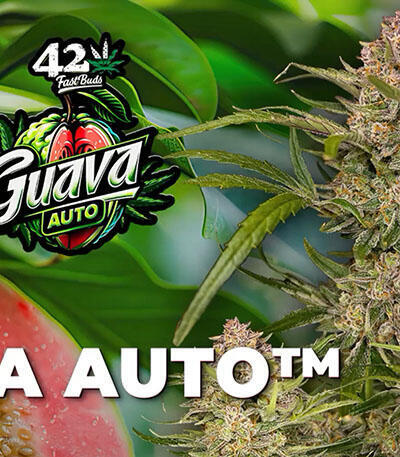 Семена сорта Guava Auto fem (FastBuds)