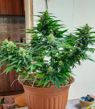 Семена сорта Power Plant X fem (Семяныч)