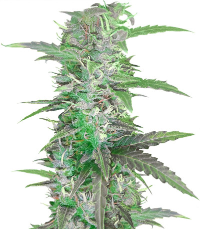 Семена сорта Auto Speed Bud fem (Female Seeds)