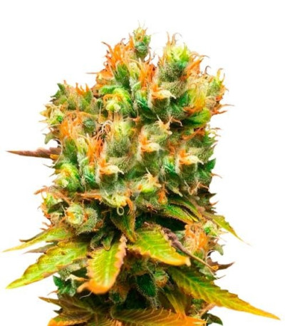 Семена сорта Honeybells CBD fem (Delicious Seeds)