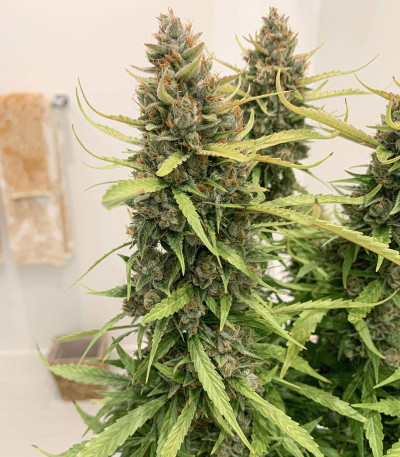 Семена сорта Auto Orange Bud fem (Dutch Passion)