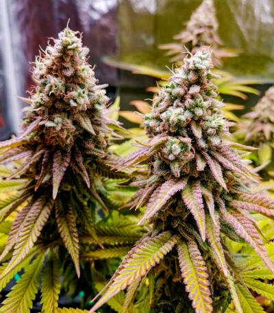 Семена сорта Bruce Banner × Pineapple (7CH Seeds & Cali Buds Seeds)