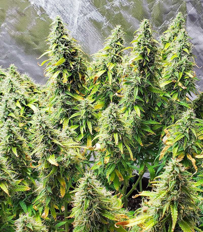 Семена сорта Glue Gelato Auto fem (Barney's Farm)