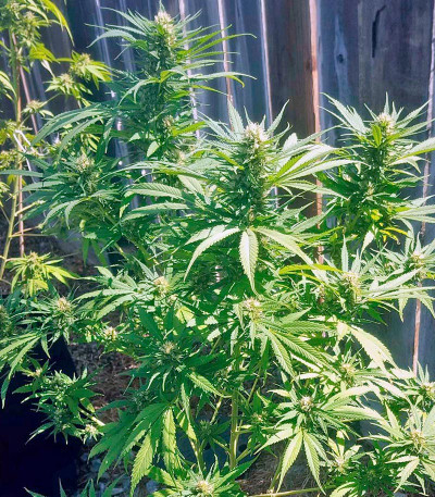 Семена сорта Green Crack fem (Humboldt Seed Organization)