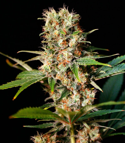 Семена сорта Missing In Barcelona fem