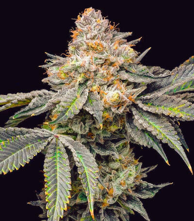 Семена сорта Permanent Marker Auto fem (7CH American)